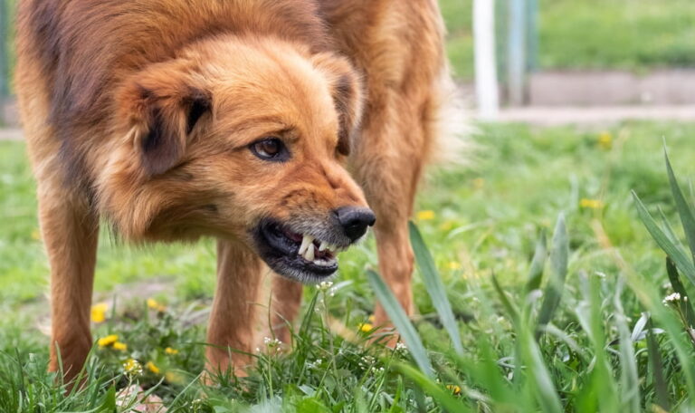 Aggressive dog showing teeth before a potential dog bite attack