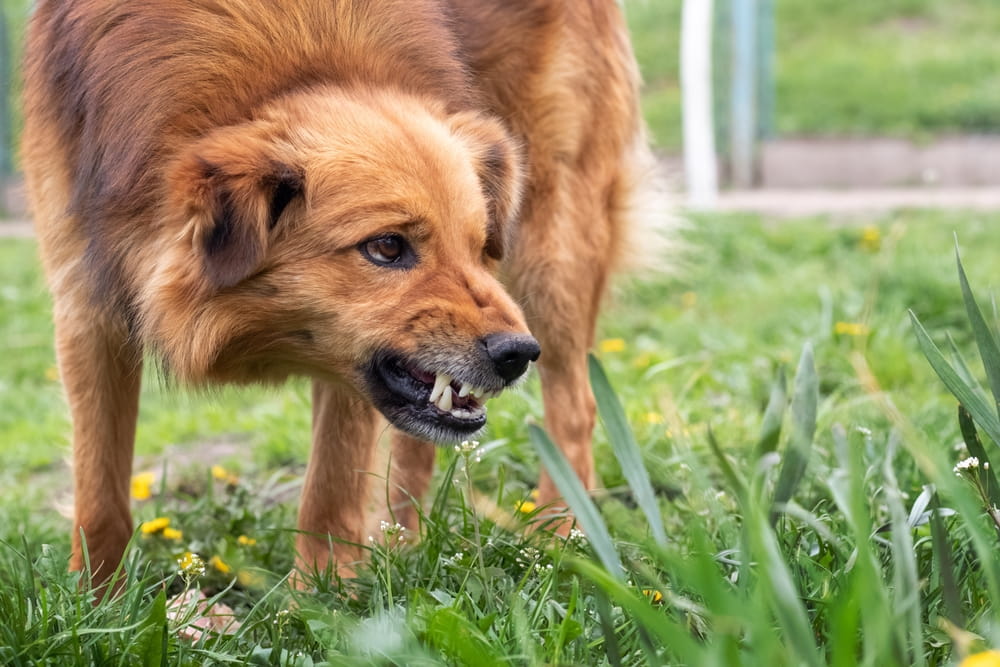 Aggressive dog showing teeth before a potential dog bite attack