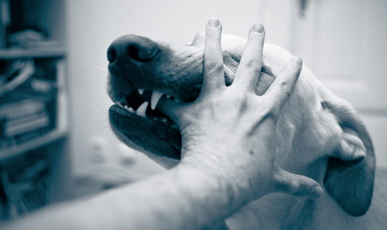 Dog biting a person’s hand causing visible injury