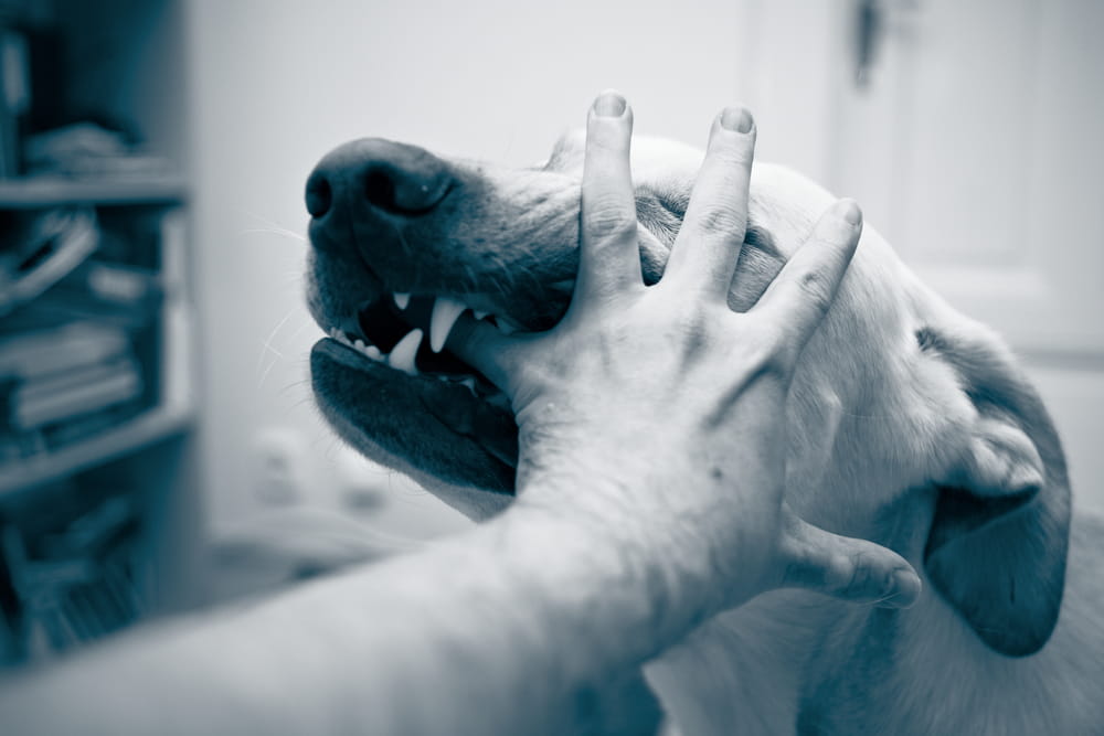 Dog biting a person’s hand causing visible injury