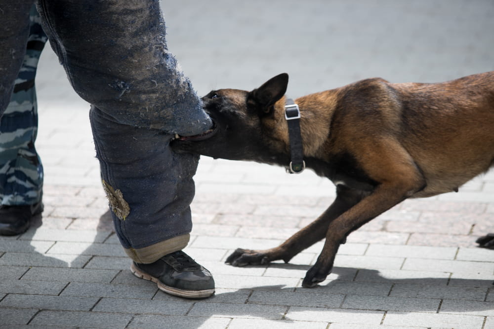 Dog biting protective sleeve during controlled training demonstration
