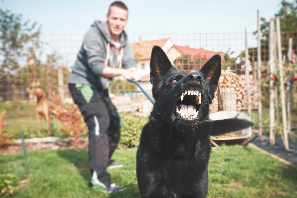 Aggressive dog lunging toward a person, representing a dog attack that could lead to a personal injury claim