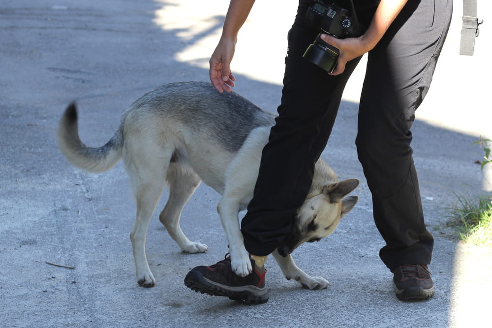 Dog biting a person’s leg, showing a real-life example of injuries used to calculate dog bite claim compensation