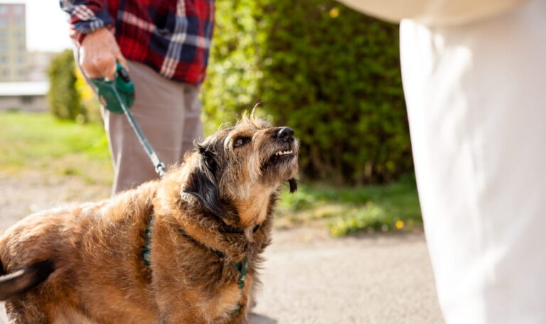 Dog showing aggressive behavior while on a leash, illustrating potential risk factors in dog bite liability cases