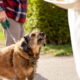 Dog showing aggressive behavior while on a leash, illustrating potential risk factors in dog bite liability cases