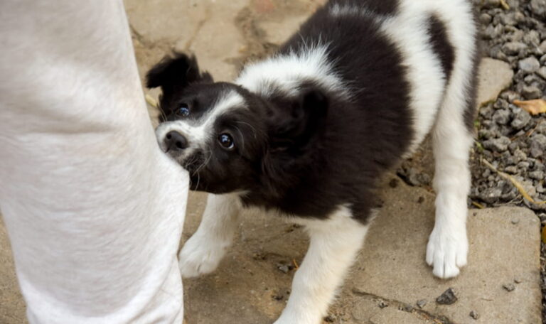 Dog biting a person’s pant leg, showing early signs of aggressive behavior that may lead to liability even without prior bites