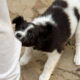 Dog biting a person’s pant leg, showing early signs of aggressive behavior that may lead to liability even without prior bites