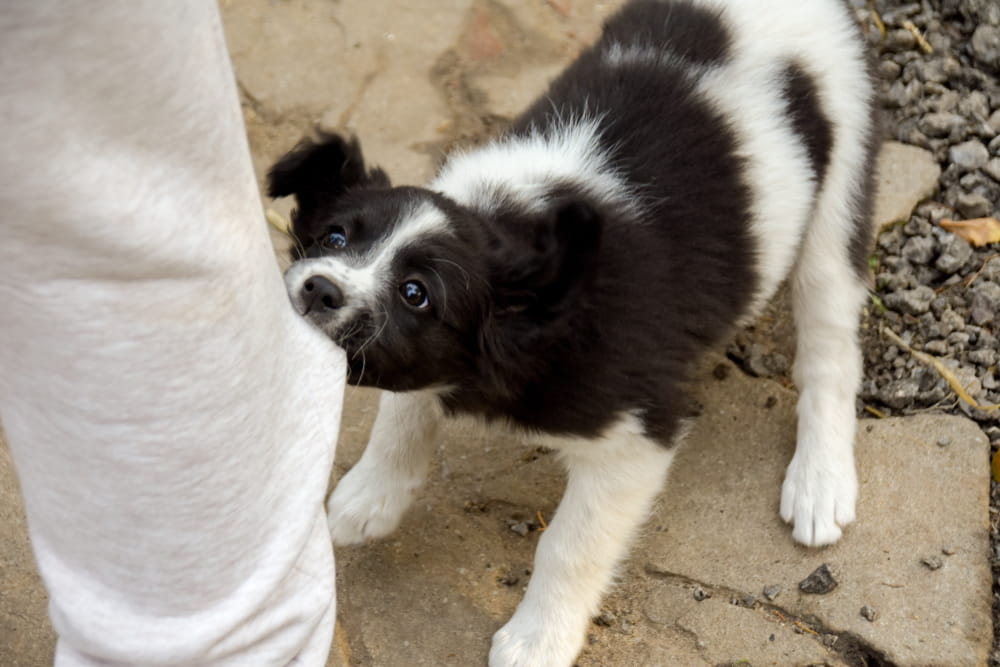 Dog biting a person’s pant leg, showing early signs of aggressive behavior that may lead to liability even without prior bites